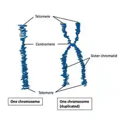 A chromosome from one telomere to the other.