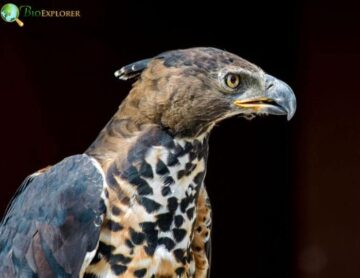 Crowned Eagle