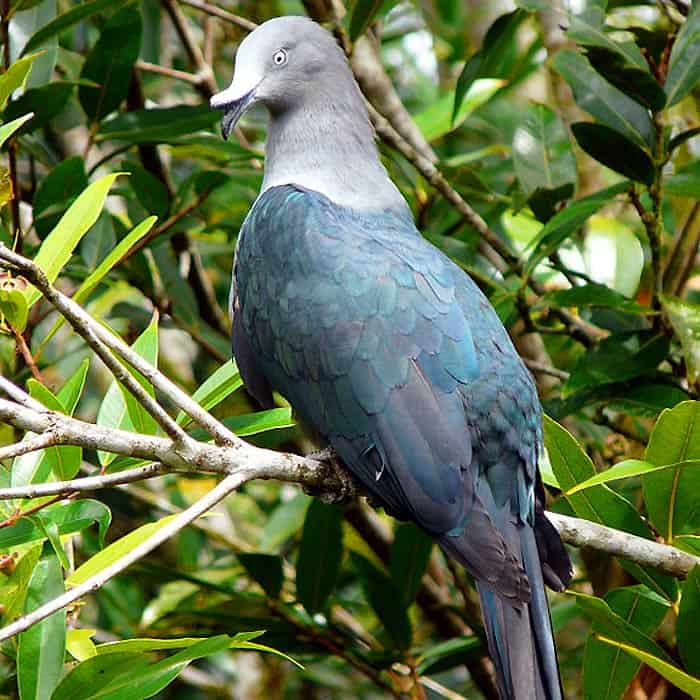 Marquesan Imperial Pigeon Marquesan Imperial Pigeon