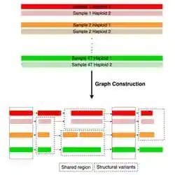 A pangenome graph representing many genomes at once.