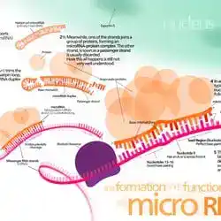 MicroRNA, the subject of the 2024 Nobel Prize.
