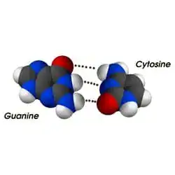 A guanine and cytosine base pair, the kind of target base editing rewrites.