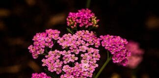 Achillea