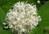 Baneberry