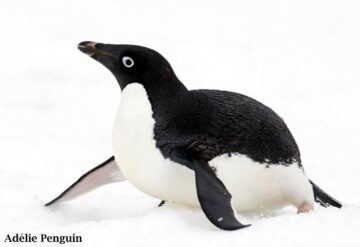 Adélie Penguin (Pygoscelis Adeliae)
