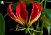 African Flame Lily
