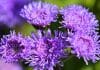Ageratum