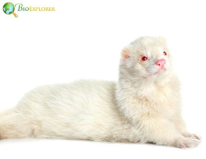 Albino Ferrets | White Albino Ferrets | Facts & Characteristics