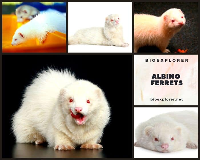 Albino Ferrets