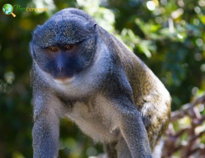Allen's Swamp Monkey Characteristics | Allenopithecus nigroviridis Facts