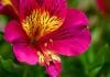 Alstroemeria