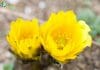 Amur Adonis