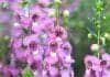 Angelonia