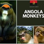 Angola Monkeys