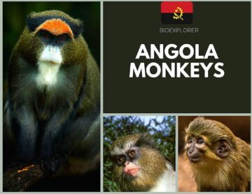 Angolan Monkeys