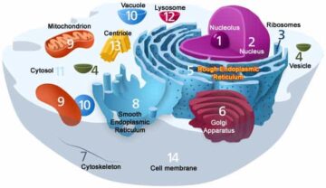 Cellular Organization: Exploring The Cell
