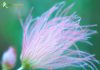 Apache Plume