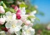 Apple Blossom