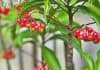 Ardisia