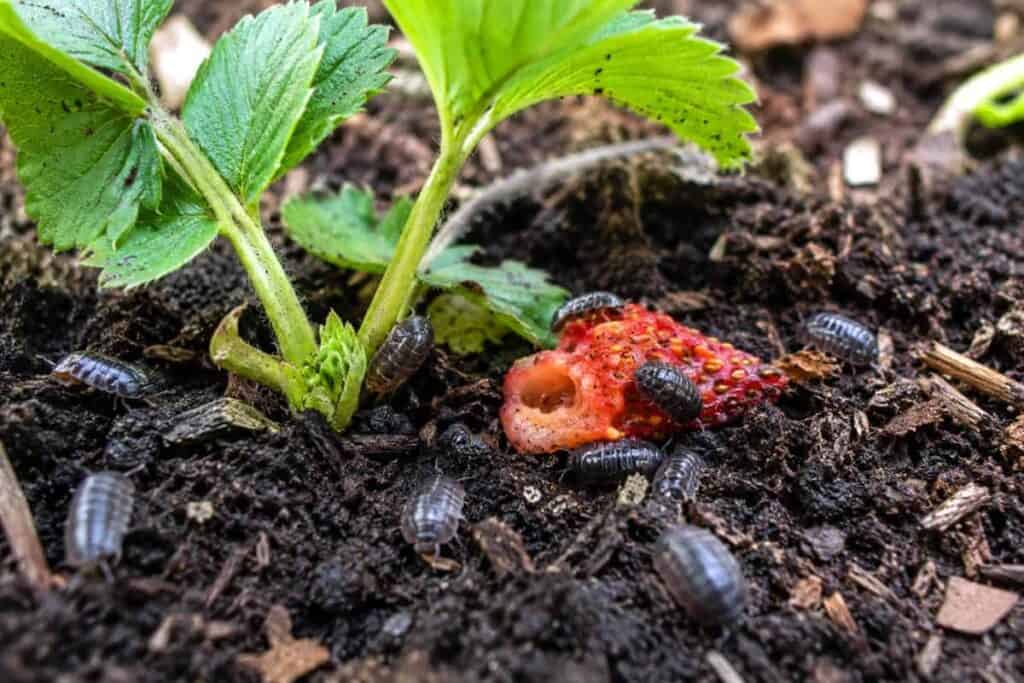 Rolly pollies feeding on decaying strawberry and organic matter in moist garden soil near young strawberry plants and mulch debris