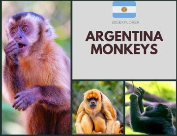 Argentinian Monkeys