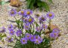Aromatic Aster