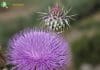 Artichoke thistle