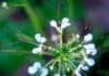 Asian Spider Flower