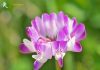 Astragalus