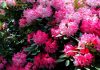 Azalea