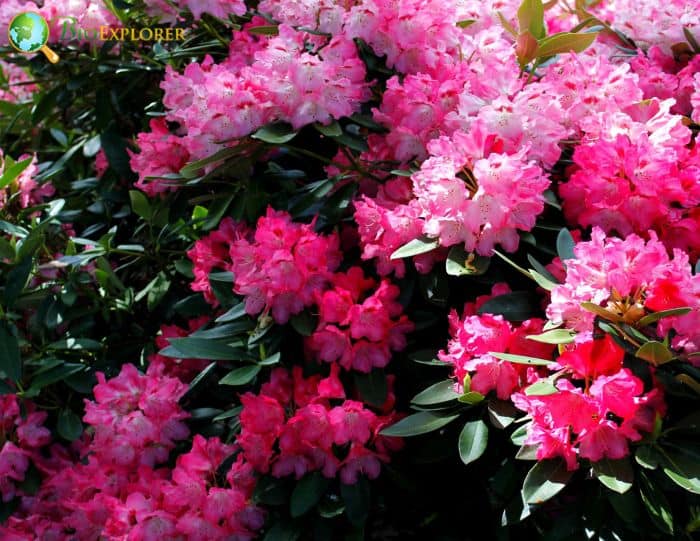 Azalea Flowers