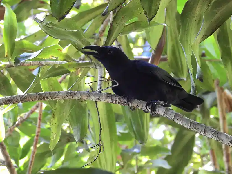 Banggai Crow sitting on tree in a broad day light.