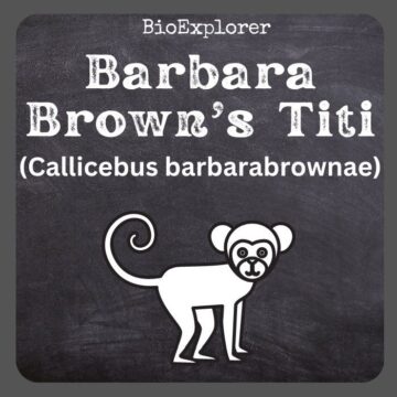 Barbara Brown’s Titi
