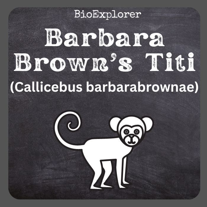 Barbara Brown’s Titi