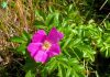Beach Rose