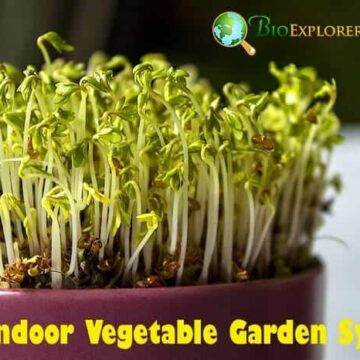 Best Indoor Vegetable Garden System