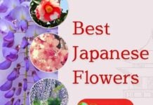 Beautiful Japanese Flowers