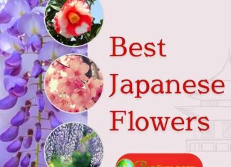 Beautiful Japanese Flowers