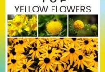 Top Yellow Flowers to Brighten Up Your Garden