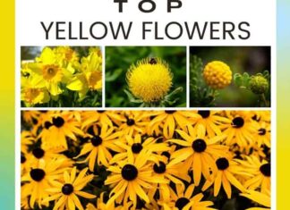 Top Yellow Flowers to Brighten Up Your Garden