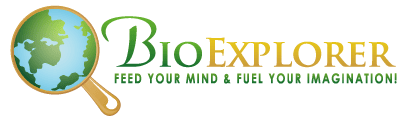 BioExplorer