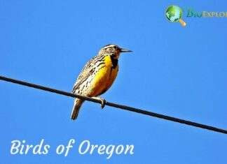 Top 10 Birds of Oregon