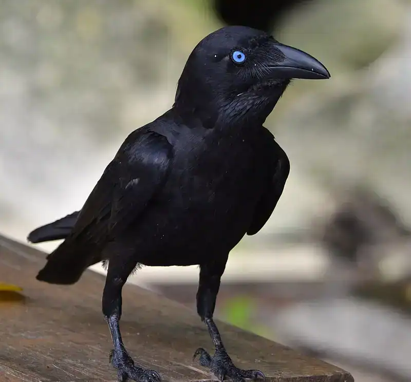A close-up shot of Bismarck Crow sitting on wooden plank 