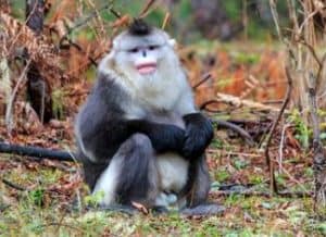 Black Monkeys | 113 Types of Black Monkeys | Black Primates