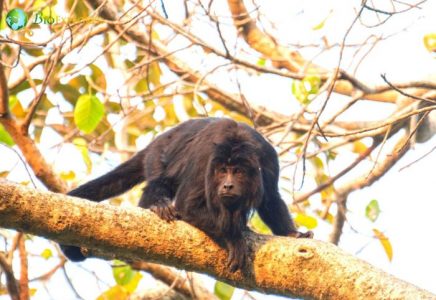 Types of Monkeys | 334 Old-World & New-World Monkey Types