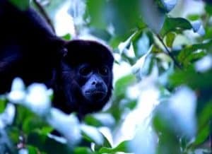 Black Monkeys | 113 Types of Black Monkeys | Black Primates