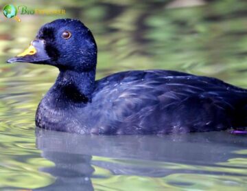 Black Scoter