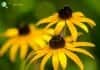 Black-eyed Susan