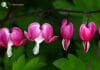 Bleeding Heart