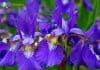 Blood-Red Iris